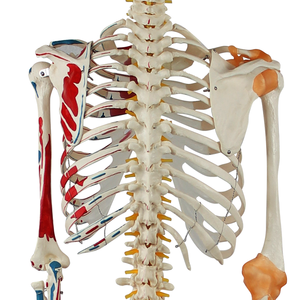Modelo preciso de esqueleto humano de medio músculo, medio ligamento, ciencia médica, dibujado a mano con números, modelo de esqueleto - Product Image 5