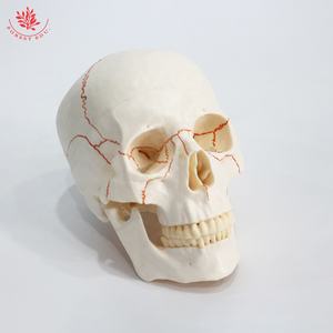 Model bantuan pengajaran biologi tengkorak manusia FRT020 Model tengkorak anatomi dalam kualitas tinggi Model tulang dewasa latihan medis - Product Image 6