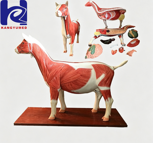 Modelo Anatómico de Simulación de Vaca para Ciencias Médicas - Product Image 4