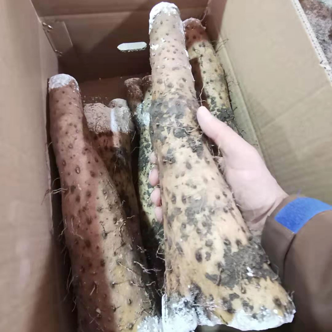 热销高档高档新鲜山药出售,象脚山药高档包装,批发价