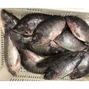 Whole Round Fish Seafood Fish Tilapia