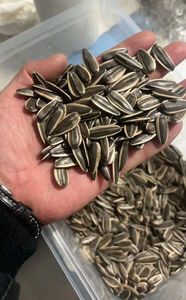 2025 biji bunga matahari tanaman baru 361 363 T6 T5 T20 untuk pabrik roti grosir - Product Image 5