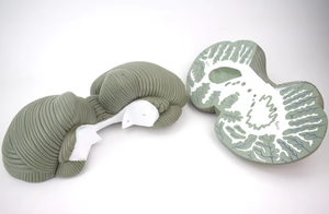 यूलिन आवर्धन मानव मस्तिष्क शरीर रचना मॉडल चिकित्सा विज्ञान शिक्षा के लिए मस्तिष्क धमनियों की कार्य स्थिति - Product Image 4