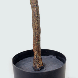 Cây Ăn Quả Nhân Tạo Chất Lượng Cao Cây Chanh Nhân Tạo Cây Ăn Quả Trong Chậu Để Trang Trí Nhà Và Bàn - Product Image 4