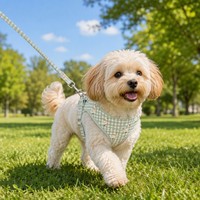 Set Tali Anjing Katun Lembut dengan Harness, Kalung, Dasi Kupu-kupu, Motif Kotak-kotak, Cetakan Bebek, Perlengkapan Jalan-jalan Hewan Peliharaan, Paket Hadiah