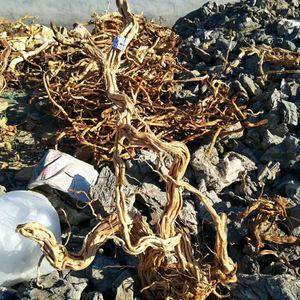 <span class=keywords><strong>Aquarium</strong></span> <span class=keywords><strong>Aquarium</strong></span> <span class=keywords><strong>Aquarium</strong></span> Landschapsarchitectuur Drijfhout Rododendron Wortel Gedraaide Wijnstok - Product Image 6