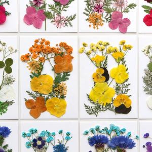 12 pièces/paquet de mélange de fleurs pressées pour la fabrication de <span class=keywords><strong>savon</strong></span> et de bougies en résine époxy bricolage artisanat et carte-cadeau - Product Image 3