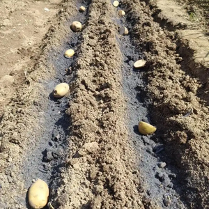 Planteuse multifonctionnelle de pommes de terre, d'<span class=keywords><strong>oignons</strong></span> et d'<span class=keywords><strong>ail</strong></span>, montée sur tracteur, avec fonction de paillage et d'apport d'<span class=keywords><strong>engrais</strong></span> - Product Image 5