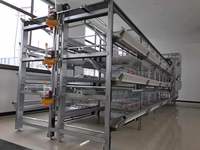 Cage automatique en batterie pour poules pondeuses de type A ferme avicole pour le Nigeria Kenya Guinée