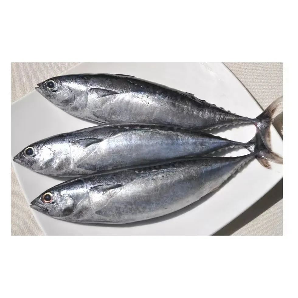 X801Frozen Bullet Bonito 100-300G Ikan Tuna Skipjack