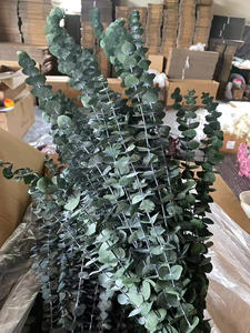 M89 10 Tiges Feuilles d'<span class=keywords><strong>eucalyptus</strong></span> <span class=keywords><strong>séchées</strong></span> <span class=keywords><strong>Fleurs</strong></span> conservées Feuilles d'<span class=keywords><strong>eucalyptus</strong></span> <span class=keywords><strong>Bouquet</strong></span> Décor floral Fleur immortelle pour mariage Design - Product Image 6