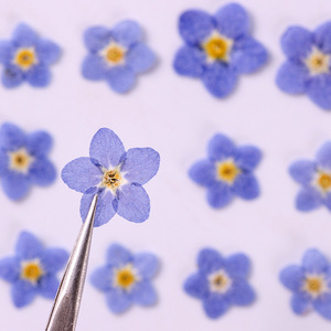 12 pièces/sac Marais de souvenirs (Myosotis sylvatica) <span class=keywords><strong>Fleurs</strong></span> pressées naturelles, écologiques, pour artisanat des ongles et marque-pages faits main - Product Image 3