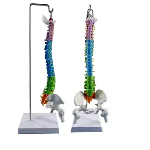 医学科学脊柱脊柱骨盆模型人体塑料脊柱模型真人大小骨骼人体腰椎模型