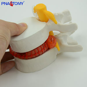 Modelo Lumbar <span class=keywords><strong>humano</strong></span> agrandado, <span class=keywords><strong>sistema</strong></span> esqueleto de Anatomía de la columna vertebral, PNT-0138 - Product Image 3