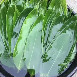 Factory Directly Sale Fresh Zongye Bamboo Leaves Reed Leaves For Food