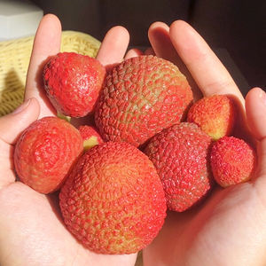 Juguete Antiestrés de Plástico con Forma de Lichi, Juguete Creativo con Forma de Fruta de Lichi para Amasar - Product Image 3