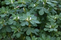 Soutien de la fonction mitochondriale de haute qualité : Précurseur de NAD+ Antioxydant, Sulfate de Trigonelline 98% pour l'anti-âge