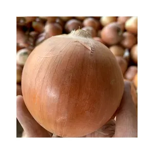 China Red Onions Price High Quality Fresh Vegetable Wholesale Sweet Fresh Onions