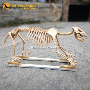 My Dino DS037 Science Education Life Size Fiberglass Animal <strong>Cave</strong> Bear Skeleton Model for Sale - Product Image 1