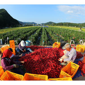 [Biggalchan 130g] Especias Tradicionales de Alta Calidad para Set de Regalo Premium, Chile en Polvo Seleccionado de Color Intenso - Product Image 1