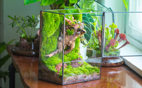 Terrarium en verre fait main en gros pour plantes succulentes avec miroir et étagère de rangement, idéal pour la décoration murale