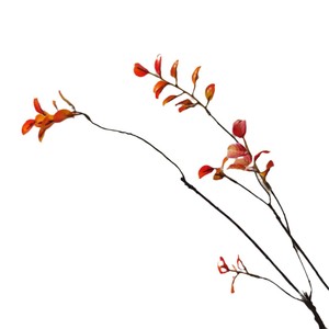Hojas de Arce Rojo Artificiales, Flores de Seda, Ramas Secas, Decoración del Hogar, Accesorios para Bodas, Pequeñas Hojas Otoñales, Ramas de Barba de Dragón - Product Image 5
