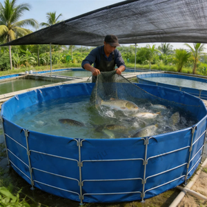 <span class=keywords><strong>Bassin</strong></span> d'élevage de poissons-chats en PVC étanche, assemblé avec tubes galvanisés renforcés LVJU, pour l'élevage en terres sèches en Afrique - Product Image 1