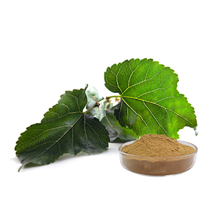 Mulberry Leaf Extract | DNJ 1% to 98% | Total Flavonoids 20% to 98% | Metabolic Wellness Support | Customizable Bulk Extract - Product Image 3