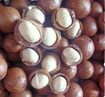 Raw Pine Nut Food 1kg