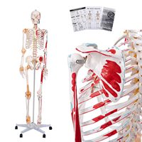 Squelette médical humain adulte 180 cm avec points de départ et d'arrivée des muscles et marquages des ligaments numérotés CE/ISO