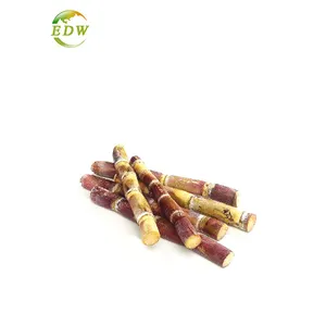 Sugar Cane Extract Saccharum Officinarum Powder Sugarcane Herbs Extracts Juice Wax Octacosanol