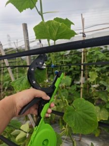 Herramienta OEM de fácil manejo para atar plantas, soporte para viñas de uva y tomate - Product Image 4