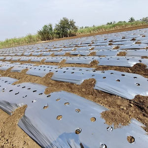 Vente en gros Plastique agricole <span class=keywords><strong>perforé</strong></span> blanc/noir/argent <span class=keywords><strong>Film</strong></span> paillis plastique protection UV - Product Image 5