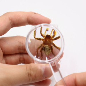 Kit de Especímenes de Insectos en Resina, Set de Cristales con Insectos, Especímenes de Animales Encapsulados para la Educación Científica Infantil - Product Image 1