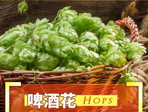 Chine : Bière HARBIN RICH MALT LAGER de qualité supérieure en gros, 500 ml/canette * 12, 11 ° P Grandes exportations de blé riche en arômes de Chine - Product Image 4