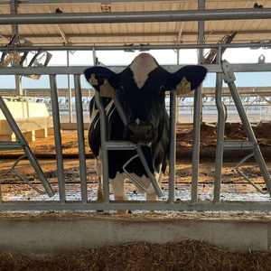 Clip à griffes pour animaux de haute qualité, 3 m, 4 positions, pour <span class=keywords><strong>enclos</strong></span> à bétail, acier galvanisé à chaud, clip pour le cou des vaches, argent, verrouillage de la tête des bovins - Product Image 1