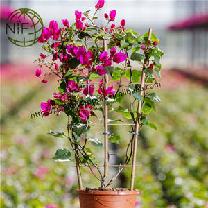 <span class=keywords><strong>NIF</strong></span>, suministro directo de fábrica, embalaje personalizado, escalera Tonkin de bambú natural, enrejado de Bambú - Product Image 4