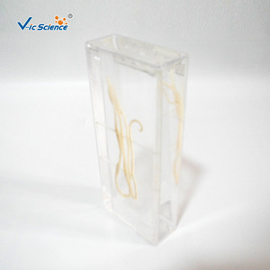 Préservation des spécimens d'Ascaris lumbricoides, aides pédagogiques en biologie et équipement expérimental pour les collèges et les lycées - Product Image 2