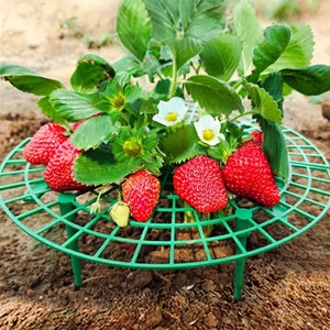 Les supports de fraisiers avec 4 pieds robustes protègent les fraises contre la moisissure, la pourriture et la saleté - Product Image 1