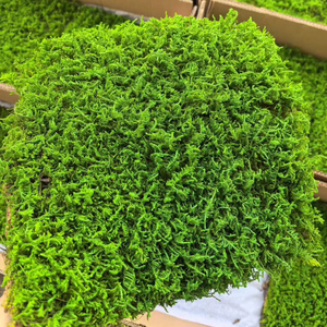 Muschio Naturale Preservato di Alta Qualità per Decorazioni Interne, Muschio Verde al Tatto Naturale, Muschio per <span class=keywords><strong>Micro</strong></span> Paesaggi e Prati - Product Image 2