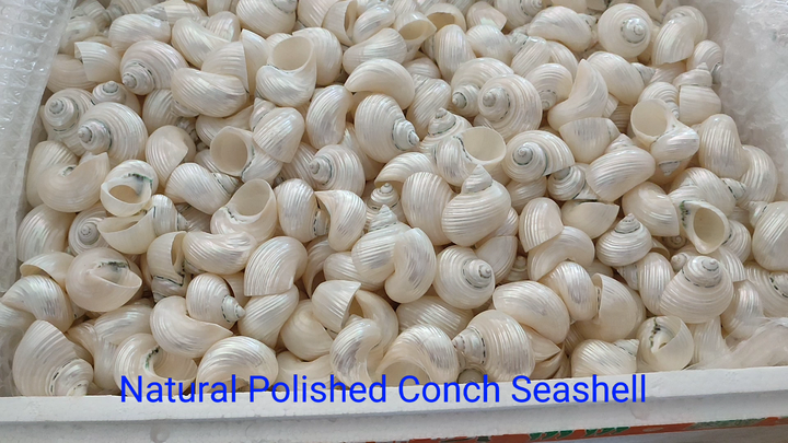 Natural Conch Shells - Decorative Seashells for Aquariums