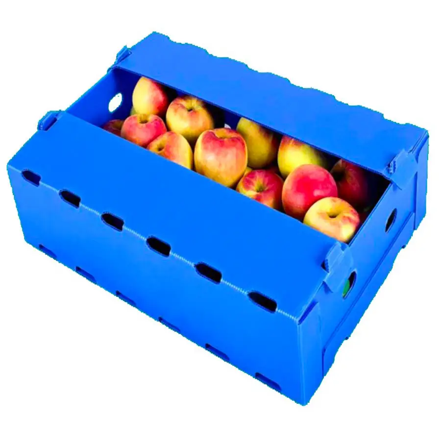 アスパラガス用の環境にやさしいPPプラスチック中空包装野菜フルーツボックス