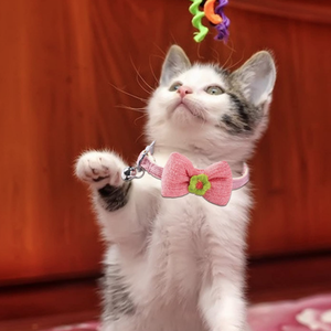 <span class=keywords><strong>Collar</strong></span> de gatito, decoración de lazo encantador, vestido diario, joyería para el cuello, accesorio para el cuello de Mascota, <span class=keywords><strong>Collar</strong></span> de gatito con campana - Product Image 4