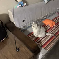 Recharge pour jouet à chat en plumes de simulation, tête de remplacement pour baguette à chat avec clochette, jouets interactifs pour chatons en gros