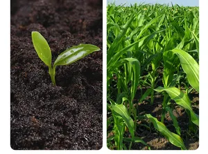 Stimolare la crescita fertilizzante per alghe fertilizzante organico fertilizzante liquido per estratto di alghe aminoacidi per piante