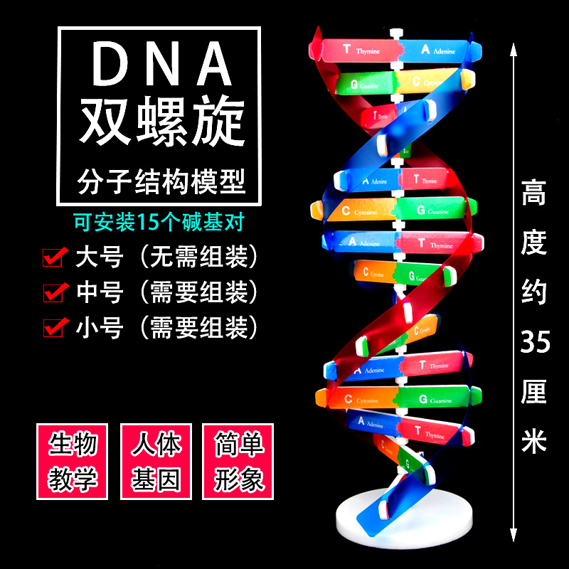 โมเดล DNA ขนาดเล็ก (ประมาณ 35 ซม.)