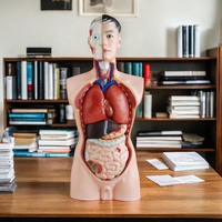 DARHMMY 85CM Torso masculino Simulador de anatomía humana con 19 piezas Producto de entrenamiento de ciencia médica