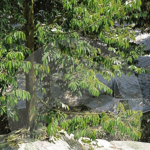 Película de Cobertura Agrícola Premium para la Base de Árboles de Durian que Ofrece un Control Estable de la Temperatura y Retención de Humedad - Product Image 1