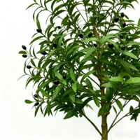 Arbre artificiel d'olivier en gros, plante décorative verte de simulation pour usage intérieur
