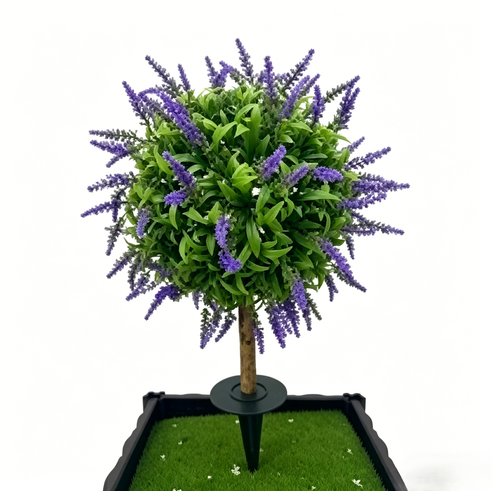 Pourpre